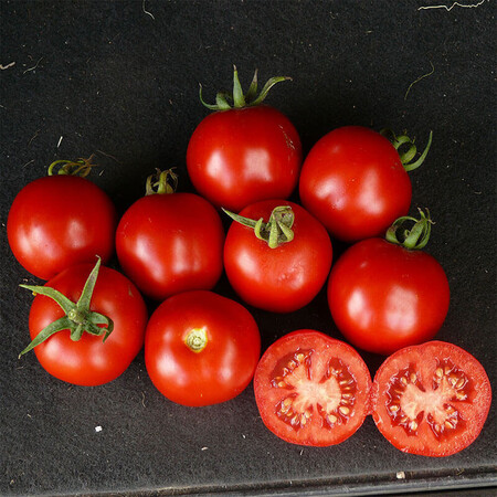 Насіння томату детермінантного Шаста F1 Lark Seeds від 10 шт, Фасовка: Проф упаковка 10 000 шт | Agriks