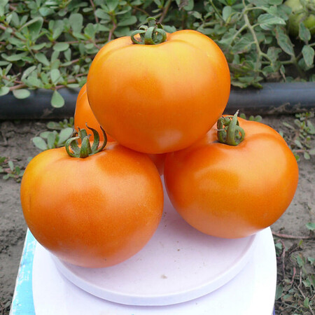 Насіння томату детермінантного Солідо F1 Spark Seeds 500 шт, Фасовка: Проф упаковка 500 шт | Agriks