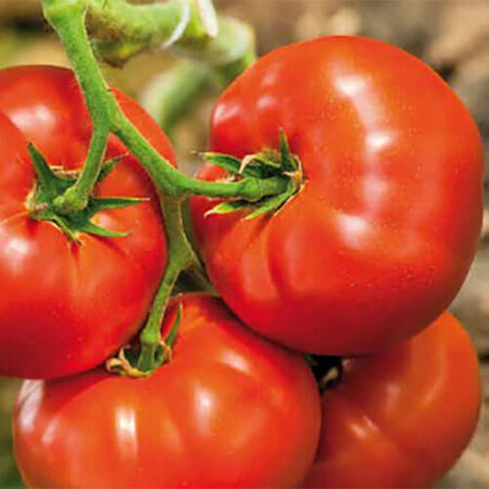 Насіння томату індетермінантного Біг Біф F1 Seminis від 10 шт, Фасовка: Проф упаковка 1 000 шт | Agriks