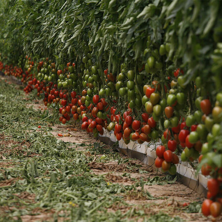 Насіння томату індетермінантного Ельза F1 Spark Seeds від 250 шт, Фасовка: Проф упаковка 1 000 шт | Agriks