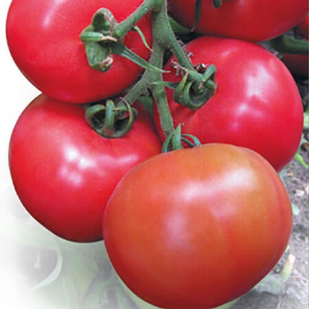 Насіння томату індетермінантного Касаморі F1 Kitano Seeds від 100 шт | Agriks