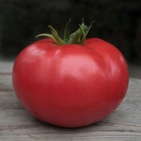 Насіння томату індетермінантного Кібо F1 Kitano Seeds від 10 шт, Фасовка: Проф упаковка 100 шт | Agriks
