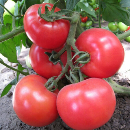 Насіння томату індетермінантного Кітару (КС 14) F1 Kitano Seeds від 100 шт, Фасовка: Проф упаковка 1 000 шт | Agriks