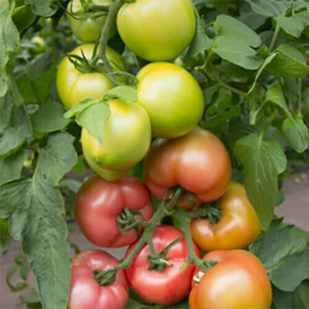 Насіння томату індетермінантного Асано (КС 38) F1 Kitano Seeds від 10 шт, Фасовка: Проф упаковка 1 000 шт | Agriks