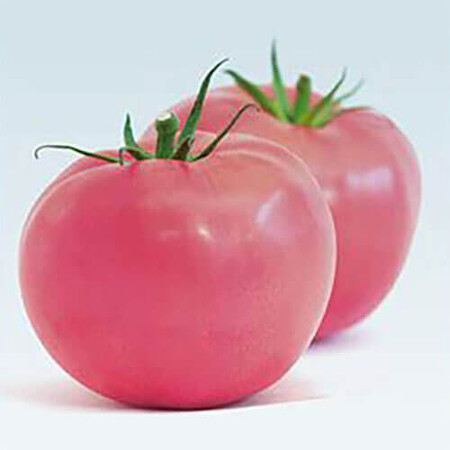 Насіння томату індетермінантного Мей Шуай F1 Seminis від 10 шт, Фасовка: Проф упаковка 1 000 шт | Agriks