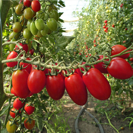 Насіння томату індетермінантного Туті Фруті F1 Clause від 5 шт, Фасовка: Проф упаковка 250 шт | Agriks
