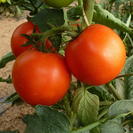 Насіння томату напівдетермінантного Корвінус F1 Seminis 500 шт, Фасовка: Проф упаковка 500 шт | Agriks