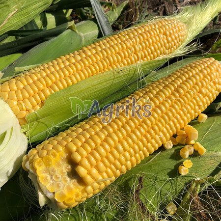 Насіння кукурудзи цукрової 1801 F1 Spark Seeds 25 000 шт, Фасовка: Проф упаковка 2 500 шт | Agriks