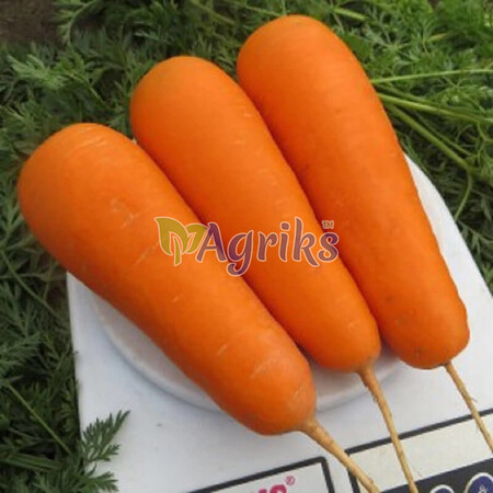 Семена моркови Боливар Clause от 1 г (Agriks), Фасовка: Проф упаковка 100 000 шт (1,4 - 1,6) | Agriks