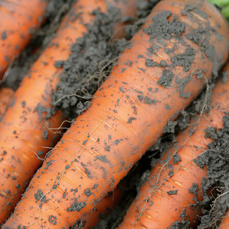 Семена моркови Каротан Rijk Zwaan 50 г, Фасовка: Проф упаковка 25 000 шт (1,6 - 1,8) | Agriks
