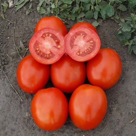 Насіння томату детермінантного 1807 F1 Spark Seeds 5 000 шт, Фасовка: Проф упаковка 100 000 шт | Agriks