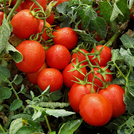 Насіння томату детермінантного Гонг F1 Hazera 5 000 шт драже, Фасовка: Проф упаковка 5 000 шт драже | Agriks
