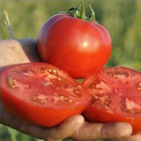 Насіння томату детермінантного Мейс F1 Yuksel Tohum 1 000 шт, Фасовка: Проф упаковка 1 000 шт | Agriks