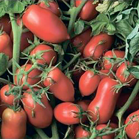 Насіння томату детермінантного Умекс F1 Syngenta від 20 шт, Фасовка: Проф упаковка 2 500 шт | Agriks