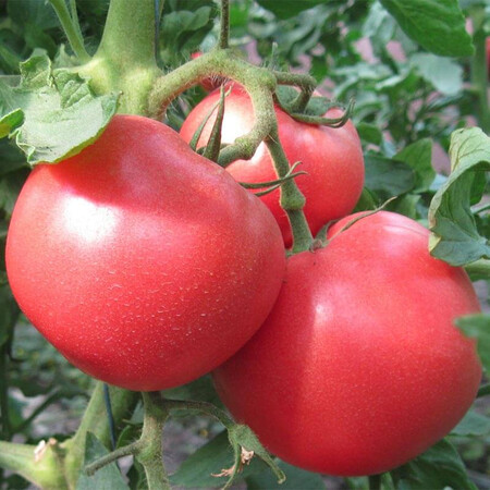 Насіння томату індетермінантного 1804 F1 Lark Seeds від 250 шт, Фасовка: Проф упаковка 250 шт | Agriks