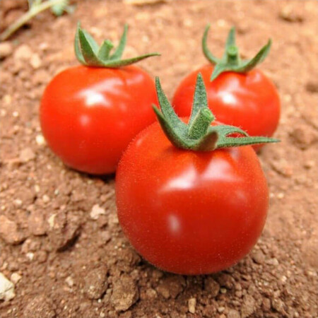 Насіння томату індетермінантного Арома F1 Yuksel Tohum 100 шт, Фасовка: Проф упаковка 100 шт | Agriks