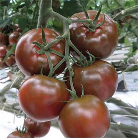 Насіння томату індетермінантного Біг Сашер F1 Yuksel Tohum від 100 шт, Фасовка: Проф упаковка 500 шт | Agriks