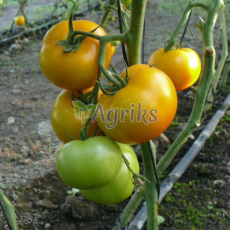 Насіння томату індетермінантного Єллоу Болл F1 Spark Seeds 250 шт, Фасовка: Проф упаковка 250 шт | Agriks