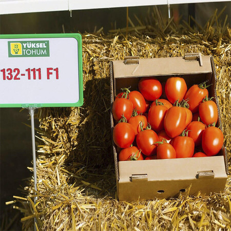 Насіння томату індетермінантного Колеос F1 Yuksel Tohum від 100 шт, Фасовка: Проф упаковка 500 шт | Agriks