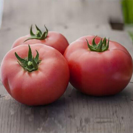 Насіння томату індетермінантного Ладженда F1 Syngenta 500 шт, Фасовка: Проф упаковка 500 шт | Agriks