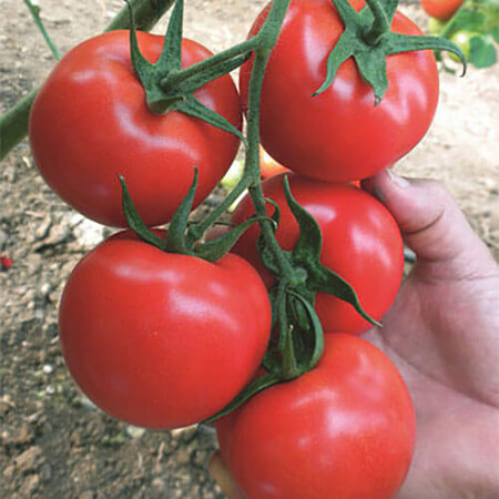 Насіння томату індетермінантного Немесіс F1 Yuksel Tohum від 100 шт, Фасовка: Проф упаковка 500 шт | Agriks