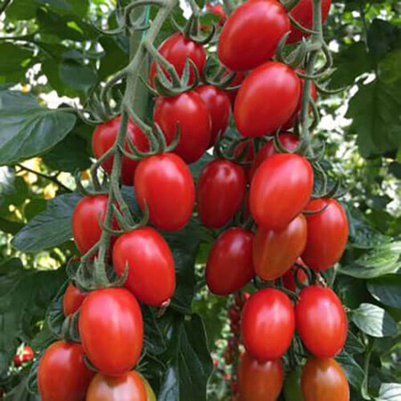 Насіння томату індетермінантного Пекбол (142-520) F1 Yuksel Tohum 100 шт, Фасовка: Проф упаковка 100 шт | Agriks