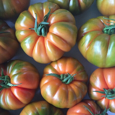 Насіння томату індетермінантного Ред Кой F1 Yuksel Tohum від 100 шт, Фасовка: Проф упаковка 100 шт | Agriks