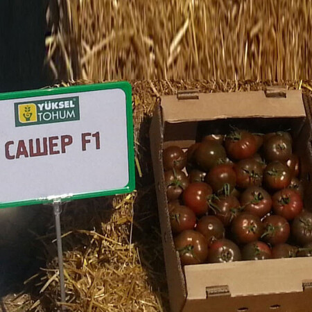 Семена томата индетерминантного Сашер F1 Yuksel Tohum от 100 шт, Фасовка: Проф упаковка 500 шт | Agriks