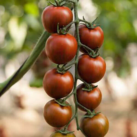 Насіння томату індетермінантного Тайгер F1 Yuksel Tohum 100 шт, Фасовка: Проф упаковка 100 шт | Agriks