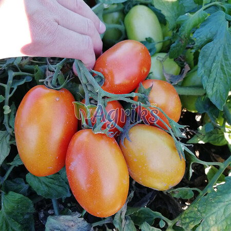 Насіння томату кущового Хантер F1 Solare Sementi 500 шт, Фасовка: Проф упаковка 500 шт | Agriks