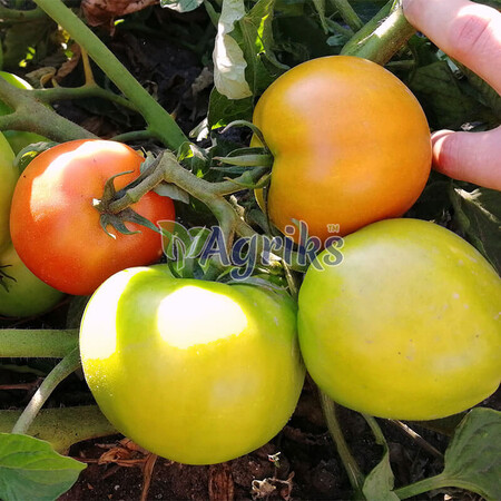 Насіння томату кущового Ред Булл F1 Solare Sementi 500 шт, Фасовка: Проф упаковка 500 шт | Agriks