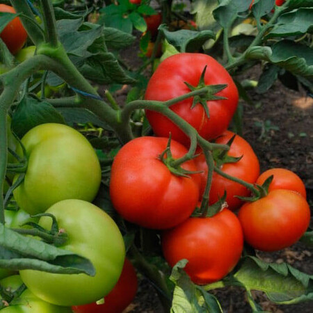 Насіння томату напівдетермінантного Капонет F1 Syngenta 500 шт, Фасовка: Проф упаковка 500 шт | Agriks