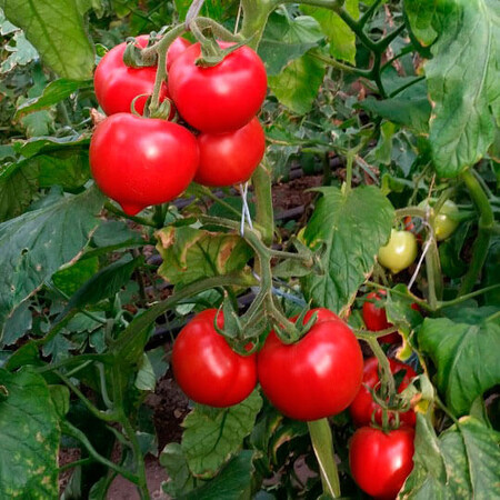 Насіння томату напівдетермінантного Мелонет F1 Syngenta 500 шт, Фасовка: Проф упаковка 500 шт | Agriks