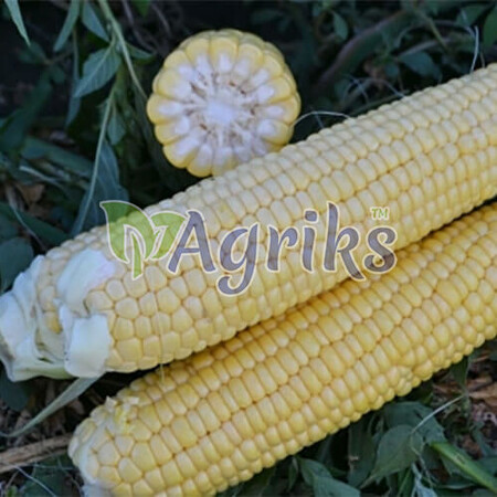 Насіння кукурудзи цукрової Страйк (1525) F1 Spark Seeds 25 000 шт, Фасовка: Проф упаковка 2 500 шт | Agriks