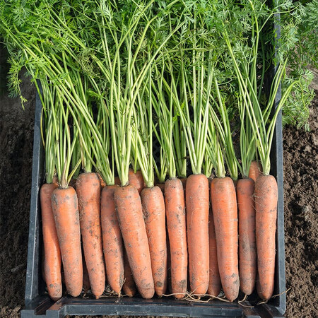 Семена моркови Бермуда F1 Bejo от 100 000 шт (1,6-1,8), Фасовка: Проф упаковка 100 000 шт (2,0 - 2,2) | Agriks