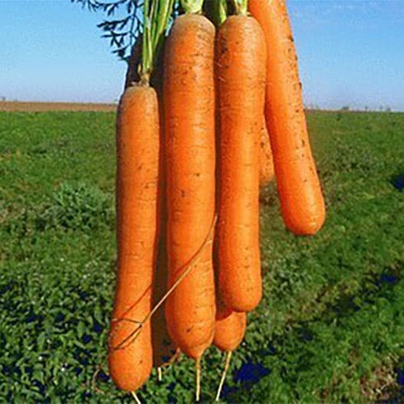 Насіння моркви Карвора F1 Seminis 200 000 шт, Фасовка: Проф упаковка 200 000 шт | Agriks