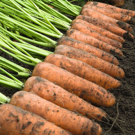 Насіння моркви Каскад F1 Bejo від 1 г (Agriks), Фасовка: Проф упаковка 100 000 шт (1,6 - 1,8) | Agriks