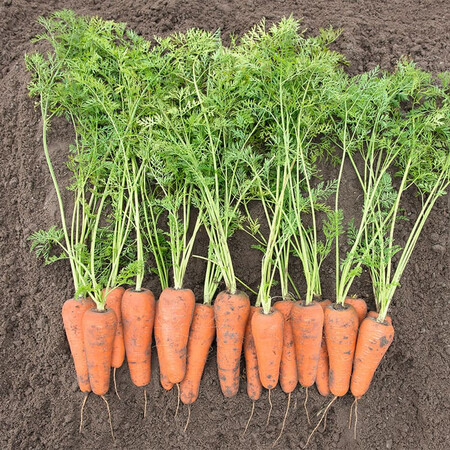 Насіння моркви Кесена F1 Bejo від 100 000 шт (1,6-1,8), Фасовка: Проф упаковка 100 000 шт (1,8 - 2,0) | Agriks