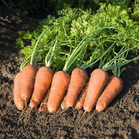 Насіння моркви Купар F1 Bejo від 100 000 шт (1,6-1,8), Фасовка: Проф упаковка 100 000 шт (1,8 - 2,0) | Agriks