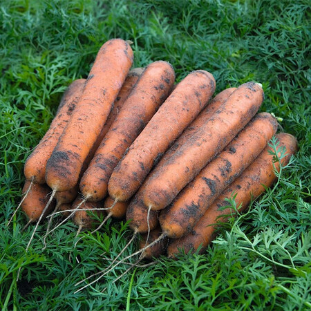 Семена моркови Номинатор F1 Bejo от 100 000 шт (1,6-1,8), Фасовка: Проф упаковка 100 000 шт (2,0 - 2,2) | Agriks
