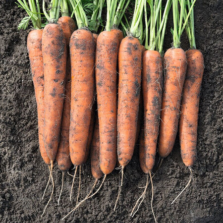 Семена моркови Норвей F1 Bejo от 100 000 шт (1,6-1,8), Фасовка: Проф упаковка 100 000 шт (2,2 - 2,4) | Agriks