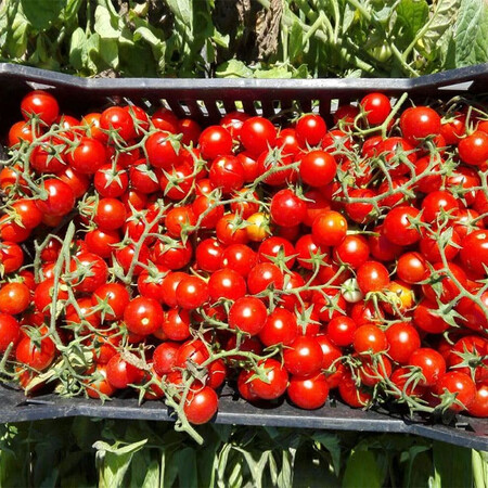 Насіння томату Ачіко F1 Cora Seeds 1 000 шт, Фасовка: Проф упаковка 1 000 шт | Agriks