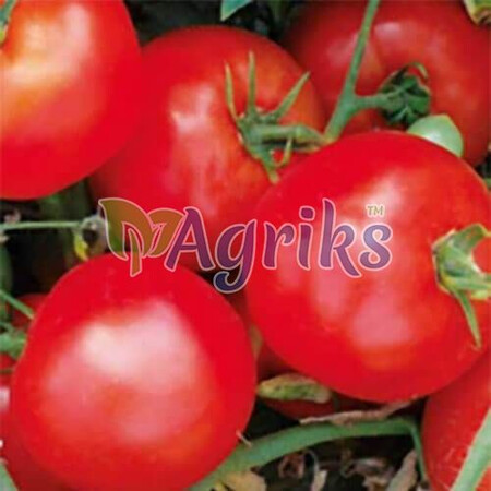 Насіння томату детермінантного 1502 F1 Spark Seeds від 500 шт, Фасовка: Проф упаковка 5 000 шт | Agriks