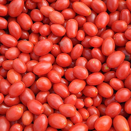 Насіння томату детермінантного Едвайзор F1 Еsasem від 1 000 шт, Фасовка: Проф упаковка 1 000 шт | Agriks