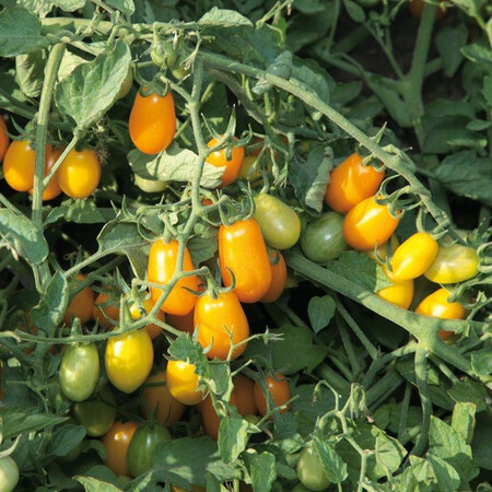 Насіння томату детермінантного КС 3690 F1 Kitano Seeds від 250 шт, Фасовка: Проф упаковка 250 шт | Agriks
