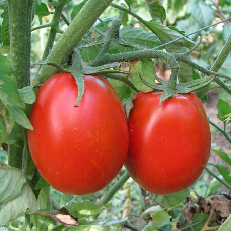 Насіння томату детермінантного N6416 F1 Nunhems від 1 000 шт, Фасовка: Проф упаковка 1 000 шт | Agriks