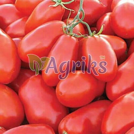 Насіння томату детермінантного Тейлор F1 Nunhems від 1 000 шт | Agriks