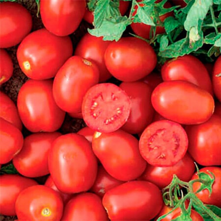 Насіння томату детермінантного Уссар F1 Nunhems від 1 000 шт, Фасовка: Проф упаковка 1 000 шт | Agriks