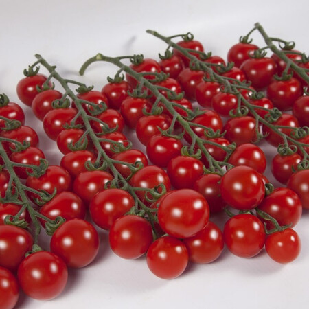 Насіння томату індетермінантного КС 4559 F1 Kitano Seeds від 100 шт, Фасовка: Проф упаковка 100 шт | Agriks
