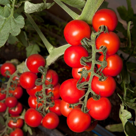 Насіння томату індетермінантного КС 959 F1 Kitano Seeds від 100 шт, Фасовка: Проф упаковка 250 шт | Agriks